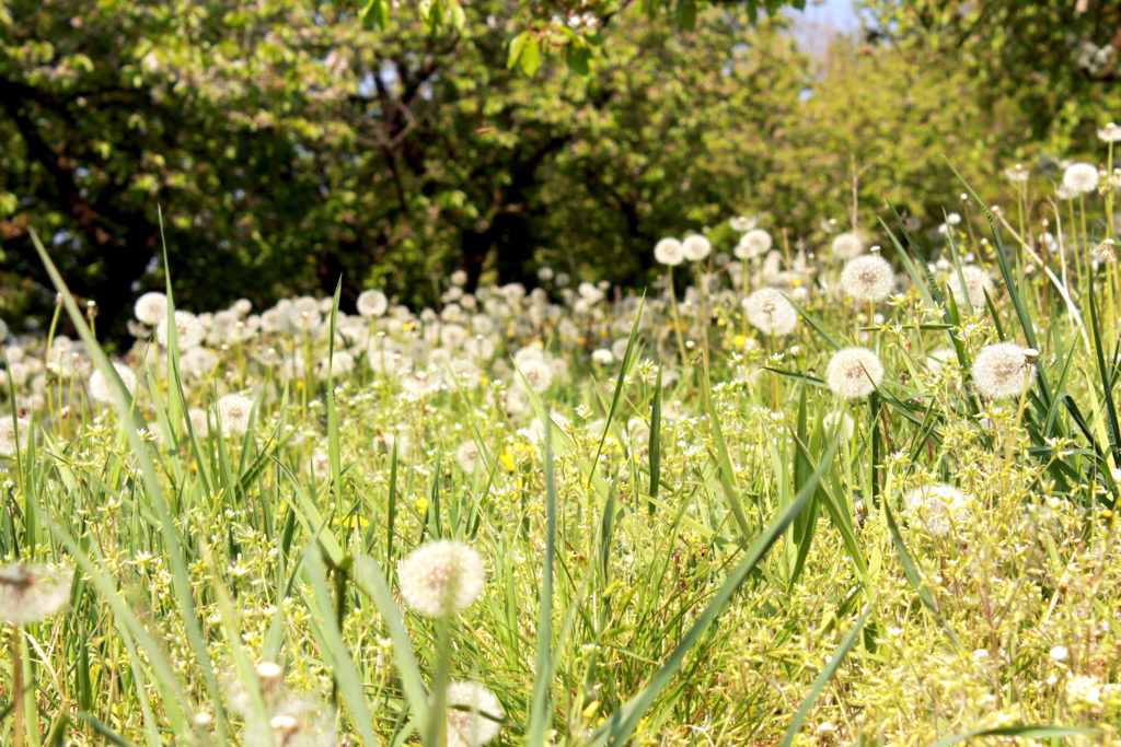 naturopathe région lyonnaise